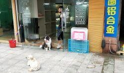 温州宠物店爆料事件视频,惊人内幕揭露行业黑幕